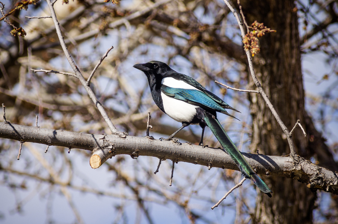 Magpies may be liked because they are beautiful.  The photo shows the iridescent colors on a black-billed magpie perched on a tree branch in the sun. 
