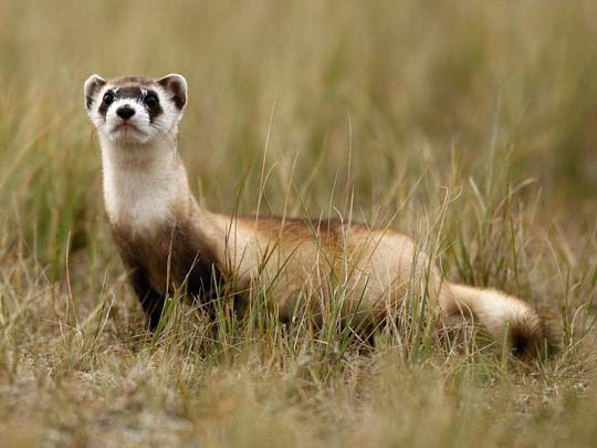 Black-footed ferret