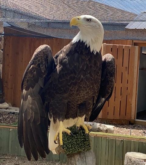 Eye Color and Eyelashes of Birds - Buffalo Bill Center of the West