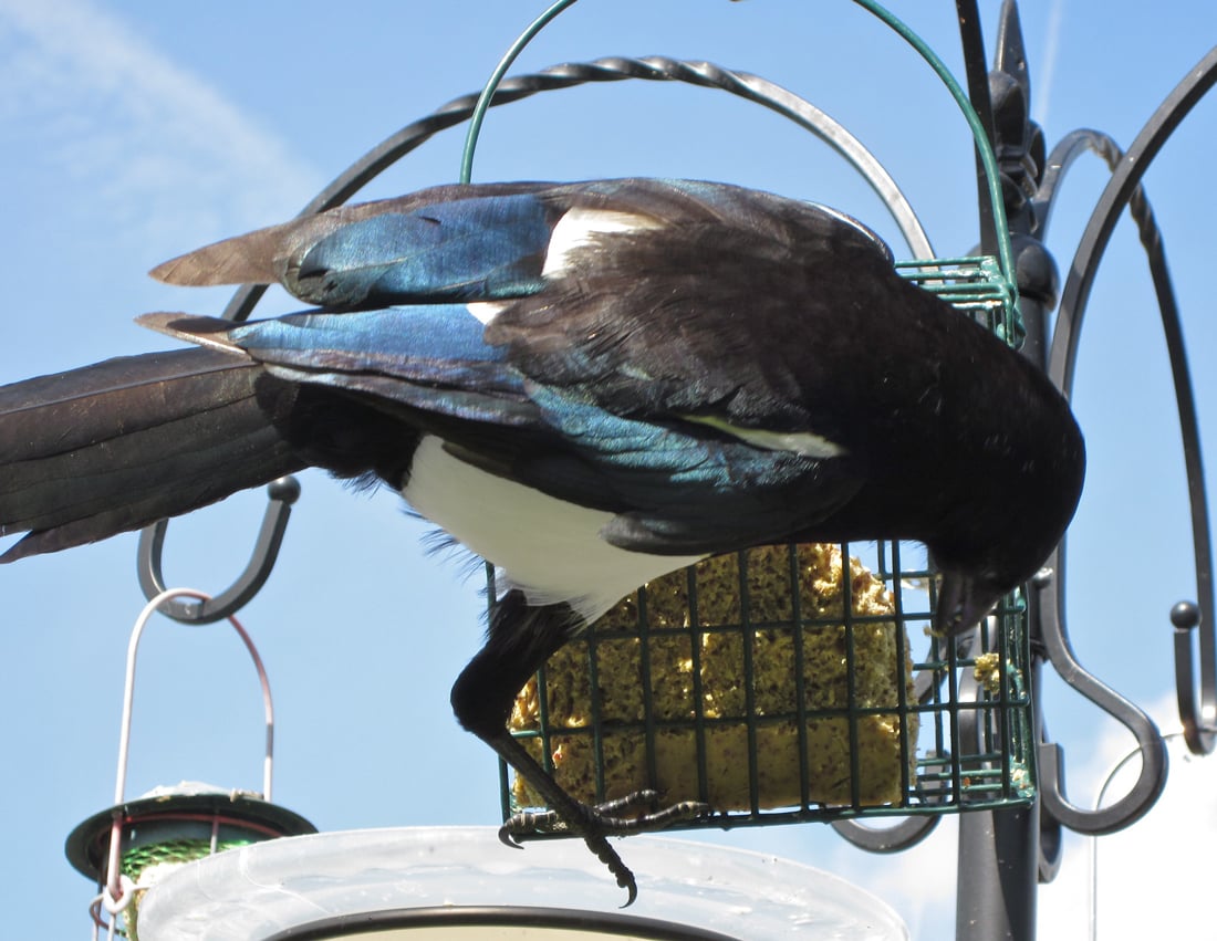A black-billed magpie clinging to a suet bird cake holder while enjoying a treat.  This demonstrates what people who like them may offer magpies as a treat.
