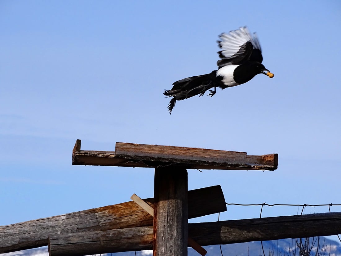 black billed magpie flying