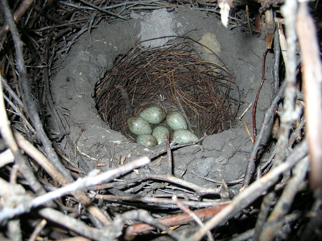 The photo shows the inside of a black-billed magpie nest with the mud bowl lined with sticks and containing six speckled blueish green eggs.
