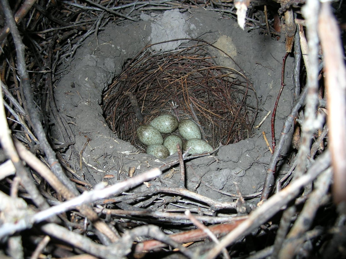 eurasian magpie nest