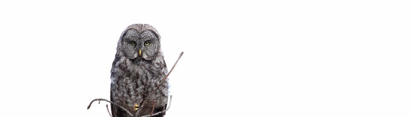 Great Great Grey Owl by Rebekah Childers