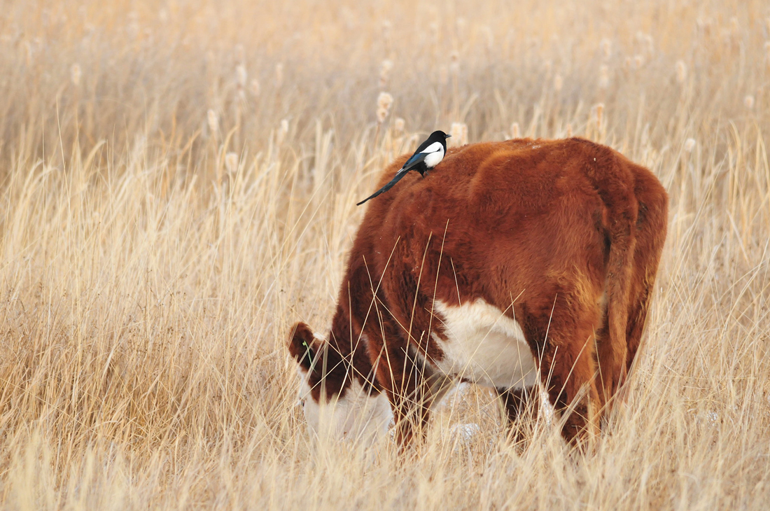 A cow grazing in a field with a black-billed magpie on its back  to demonstrates an often seen behavior of magpies picking ticks off of large animals backs

