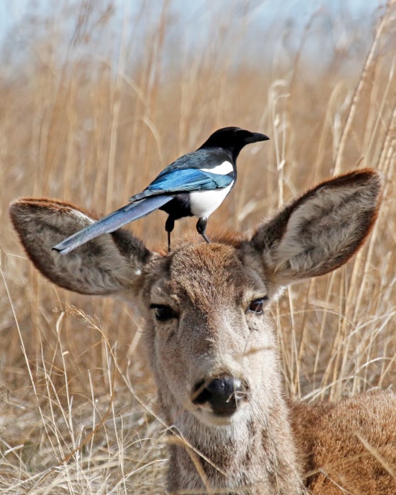 This photo shows a head shot of a mule deer with a black-billed magpie standing on its head.
