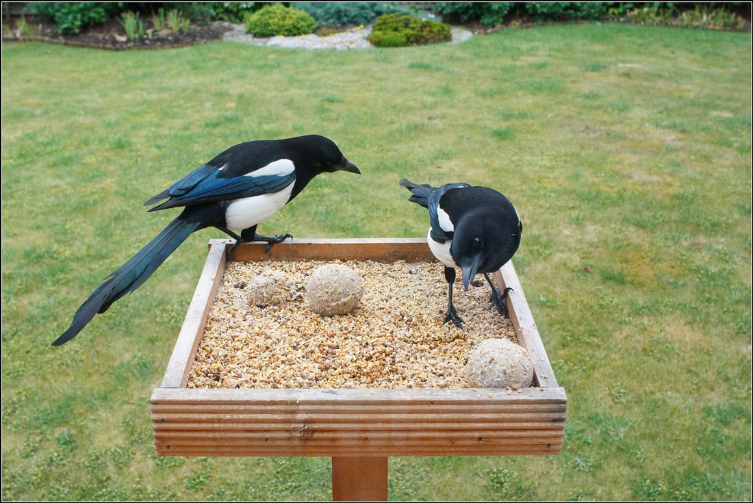 Two black-billed magpies on a platform feeder with  one staring at the other's tail and appearing to be interested in pulling it. This shows that these birds can be fun to watch, another reason some people like them. 
 