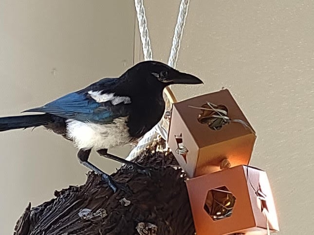 A young black-billed magpie perched next to two block toys.  This shows the Draper Museum's magpie as well as what magpies look like. 