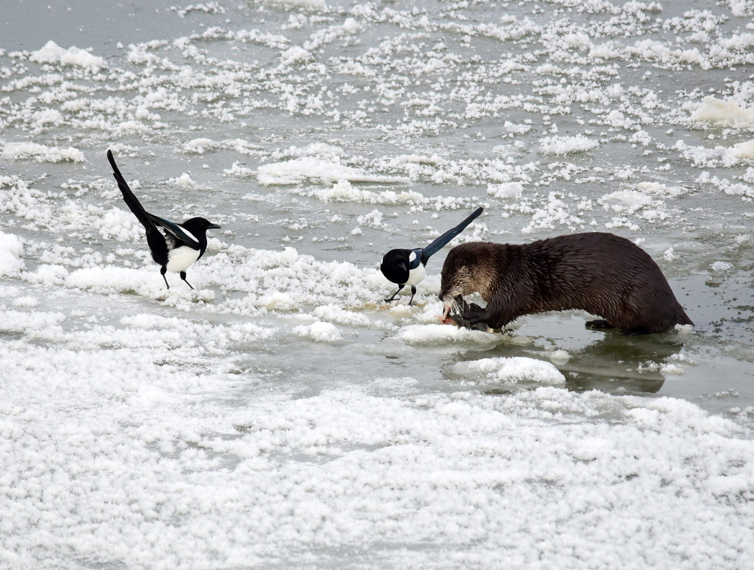 Two black-billed magpies hoping to steal some scraps from an otter's fish meal.  Illustrates that magpies can be thieves by stealing a meal from other animals.  