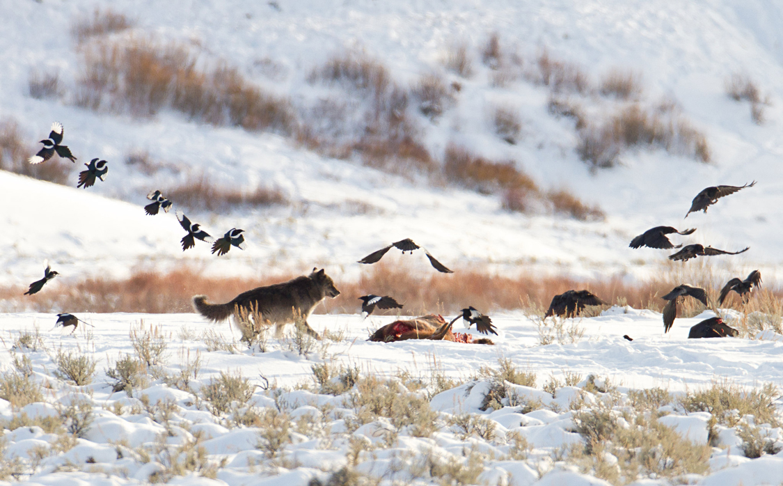 A snowy day with ravens and black-billed magpies flying  in to share a caucus with a wolf. This demonstrates one of food sources black-billed magpies eat from and why people like them.
