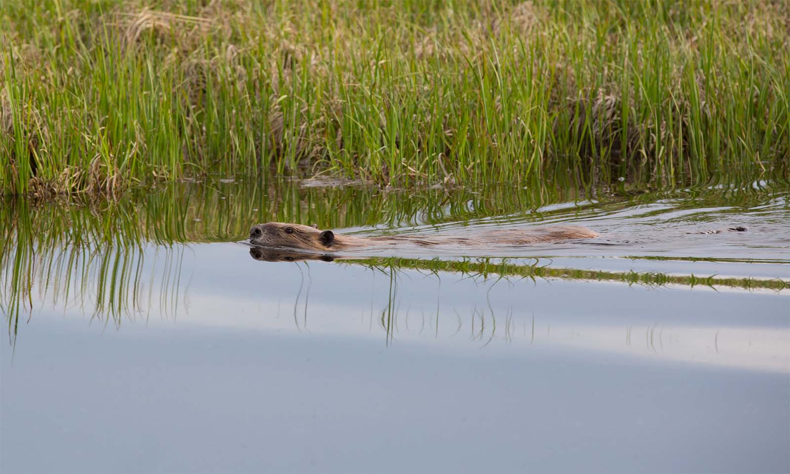 Beaver near Swan Lake, Yellowstone National Park. NPS photo by Neal Herbert.