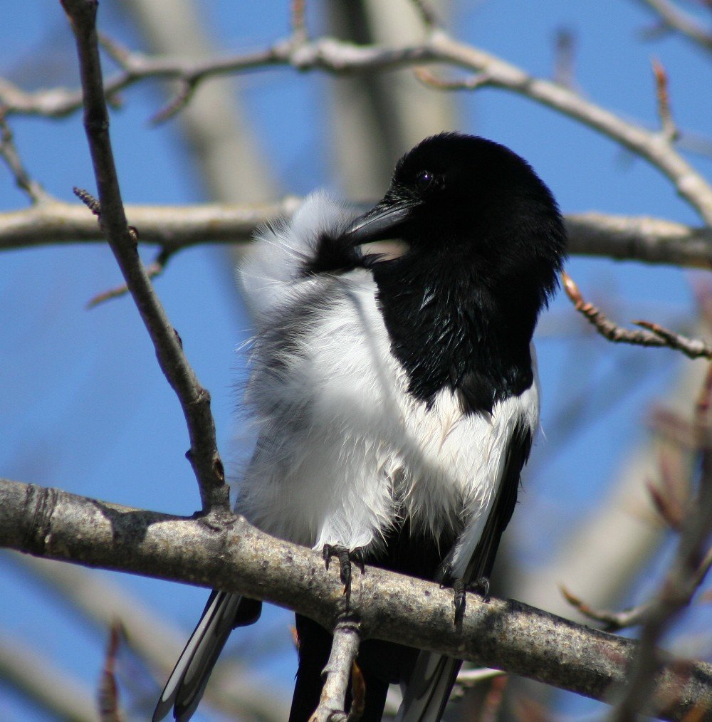 Magpie perched on a branch preening its shoulder feathers to demonstrate one way birds preen.
