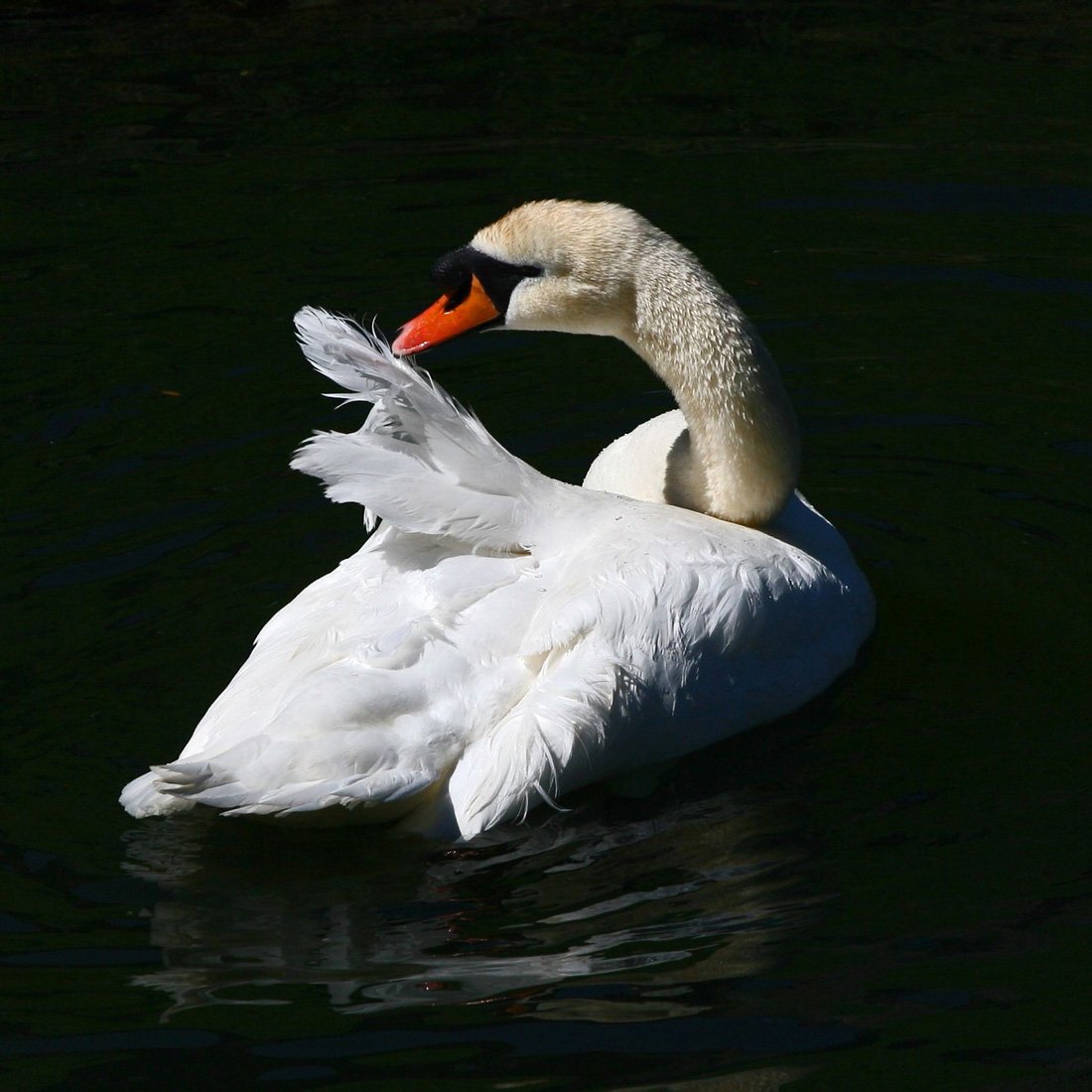 Swan floating in water while preening its back feathers.