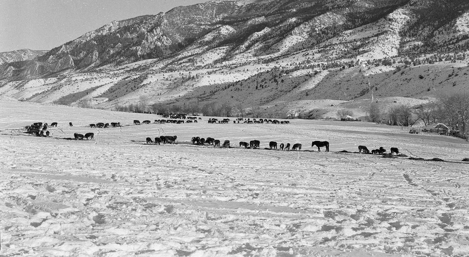 Herd of Herefords (and a wrangle horse) eating hay in a Rhoads' Ranch hayfield, December 1956. Rattlesnake Mountain and Rattlesnake Creek in background. MS 089 Jack Richard Photograph Collection, McCracken Research Library. PN.89.110.21160.19