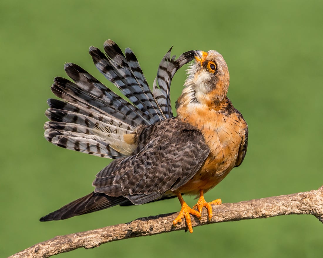 Red-footed falcon perched on a branch preening its tail feathers to demonstrate how this may look.
 