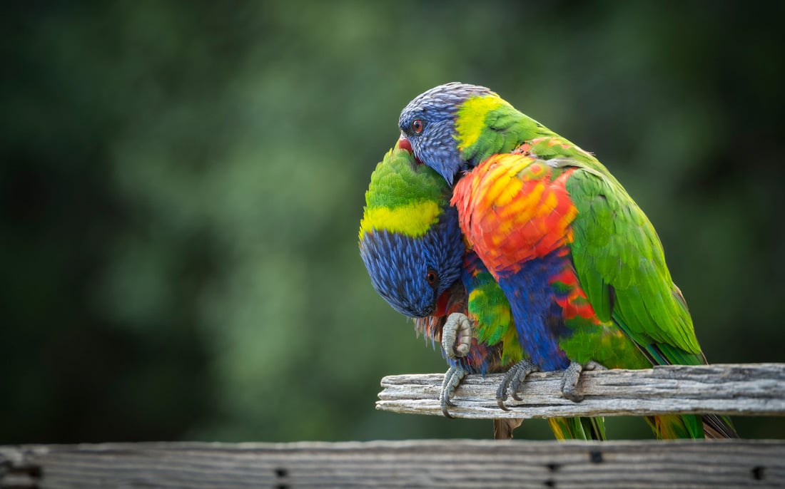 Two Rainbow Lorikeets demonstrating allpreening as one preens the other's neck area.  
