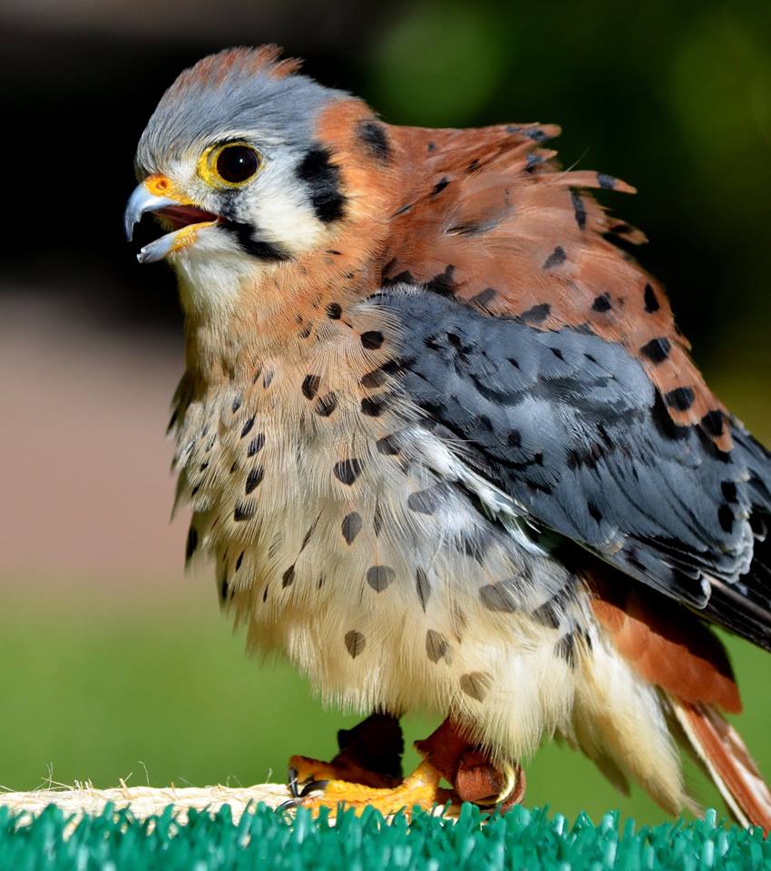 Demonstrating a rouse the photo shows a male American Kestrel standing with its feathers raised in a rouse.
 