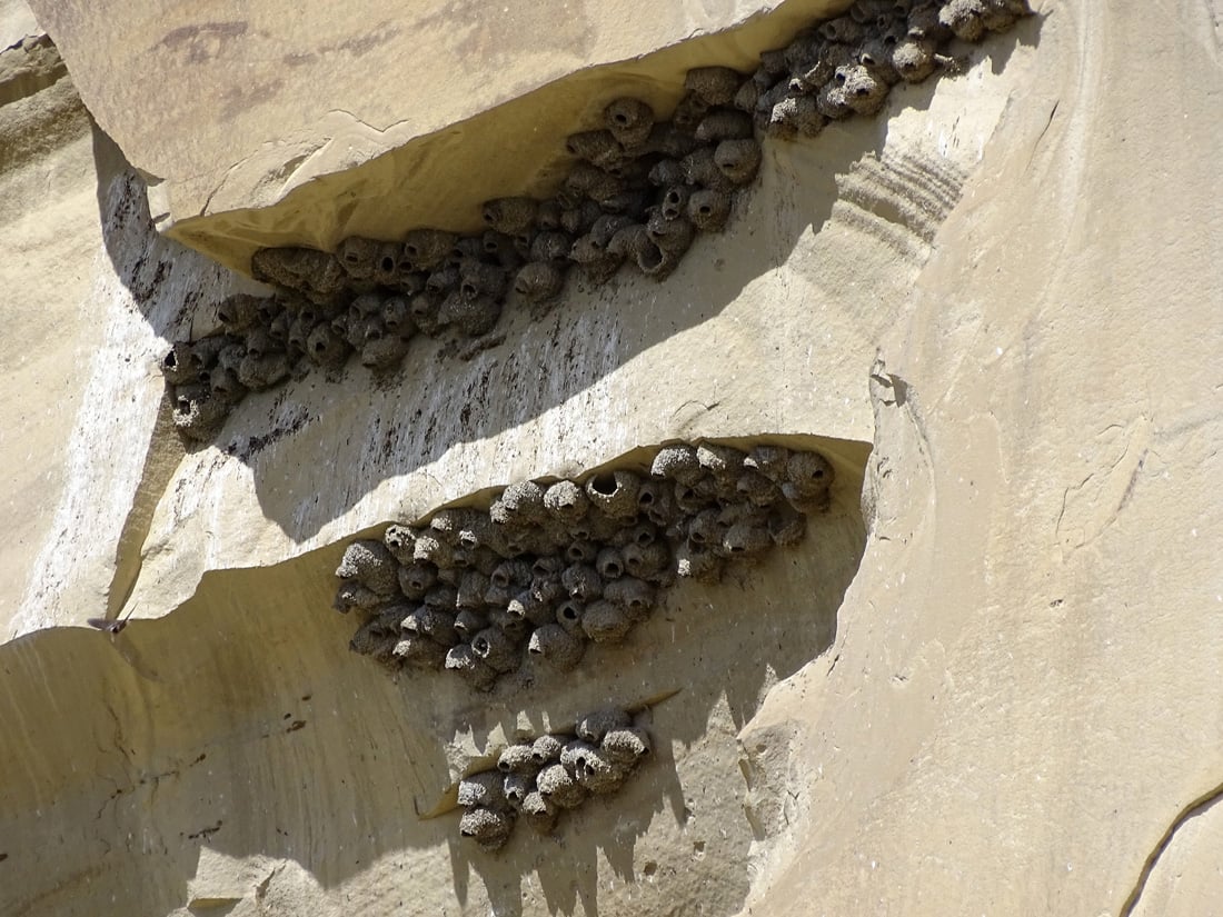 The photo demonstrates how cliff swallow nest which are made out of mud look. 
