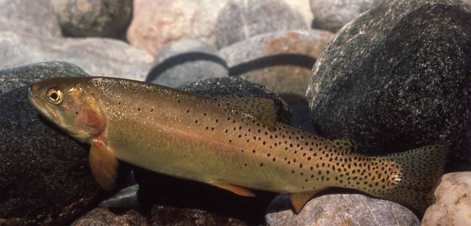 Cutthroat trout. NPS photo.