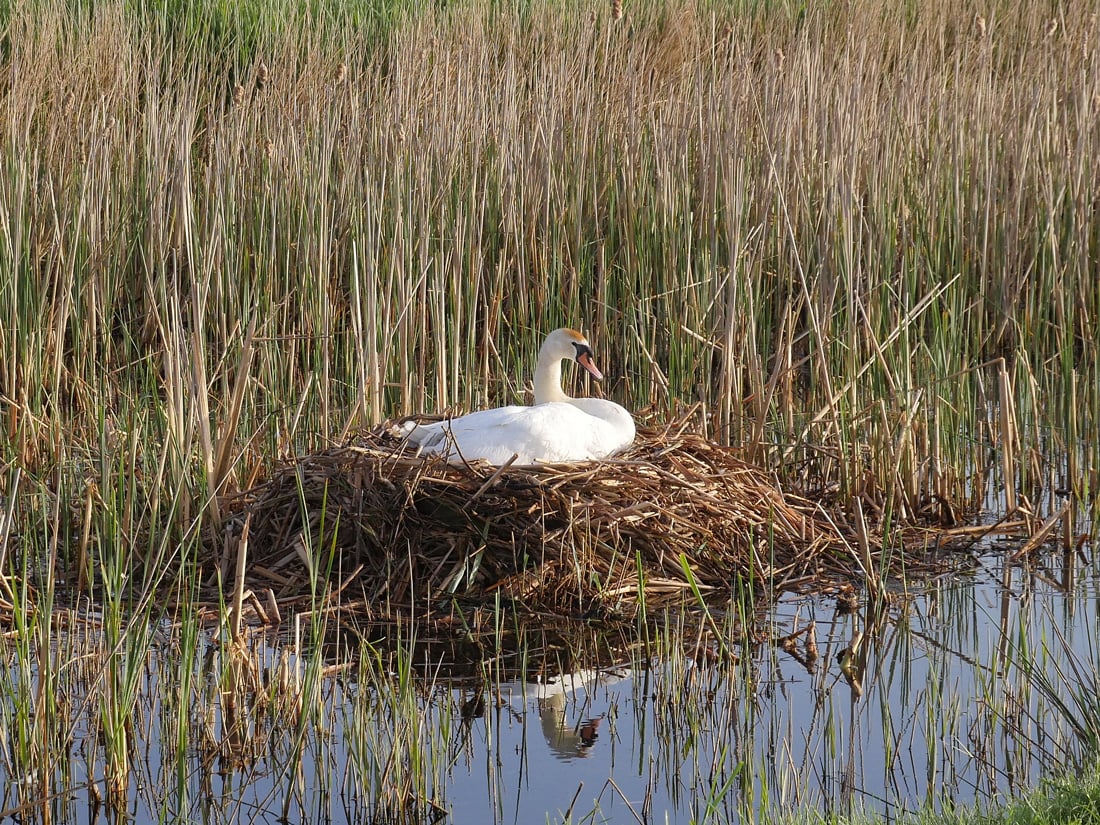 Bird Nests - Types, Material, & How You Can Help - Buffalo Bill Center of  the West