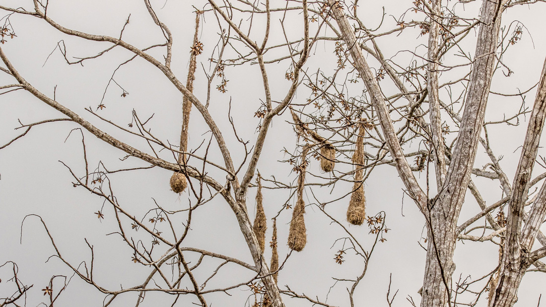 The photo illustrates what a hanging bird nest may look like. 
