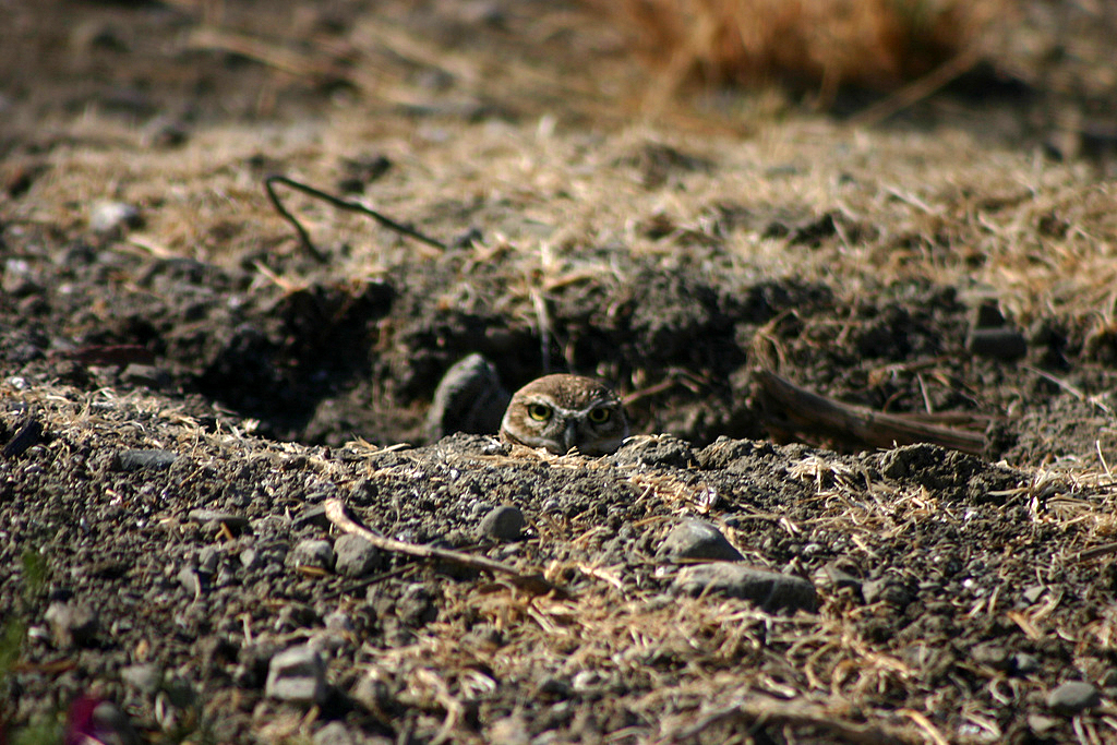 Bird Nests - Types, Material, & How You Can Help - Buffalo Bill Center of  the West