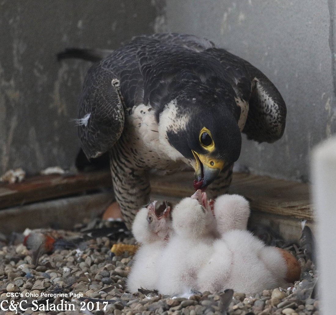 Bird Nests - Types, Material, & How You Can Help - Buffalo Bill