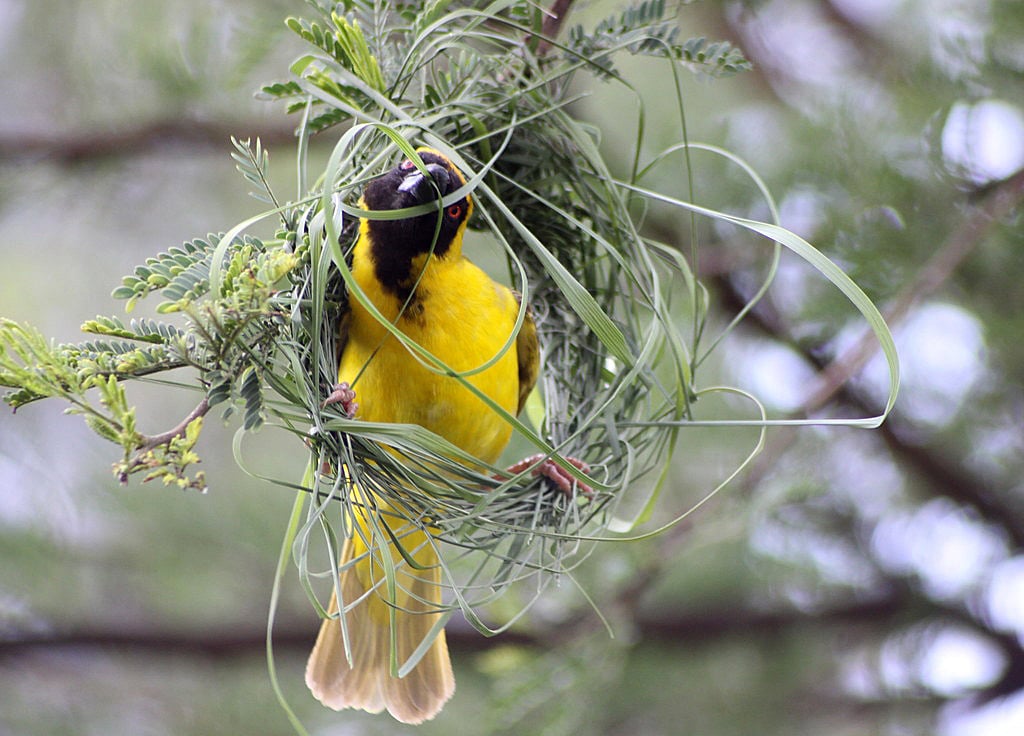 Bird Nests - Types, Material, & How You Can Help - Buffalo Bill