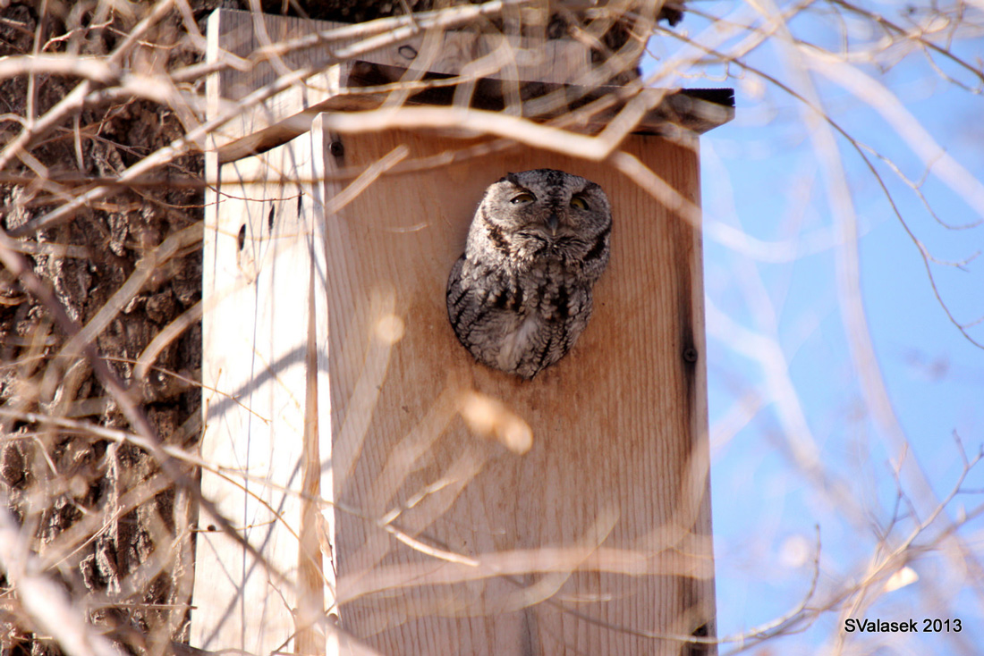 This illustrates on way people can help out birds by supply bird houses.
