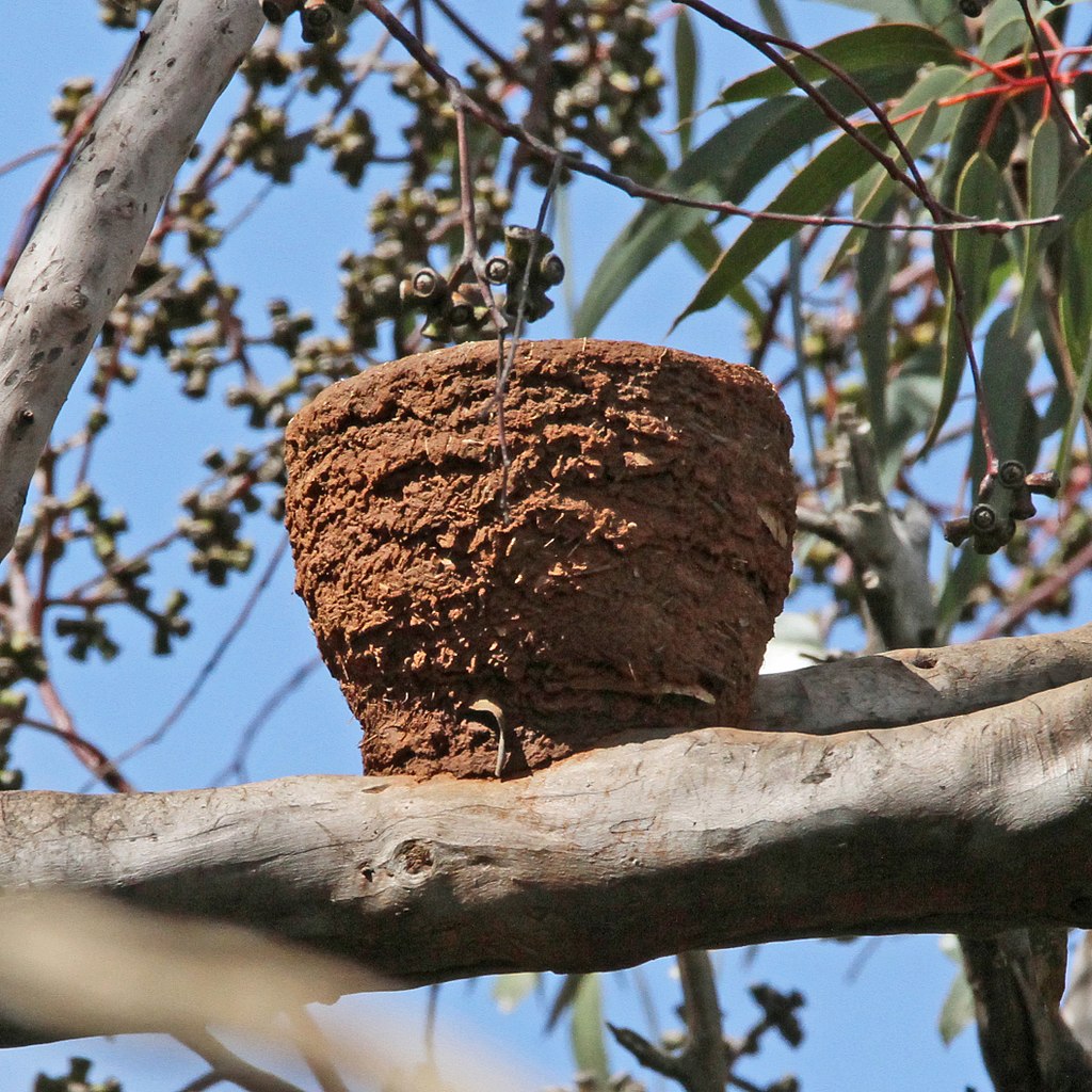 This large white-winged Chough nest id one example of what a large bowl shaped nest made of mud may look like. 
