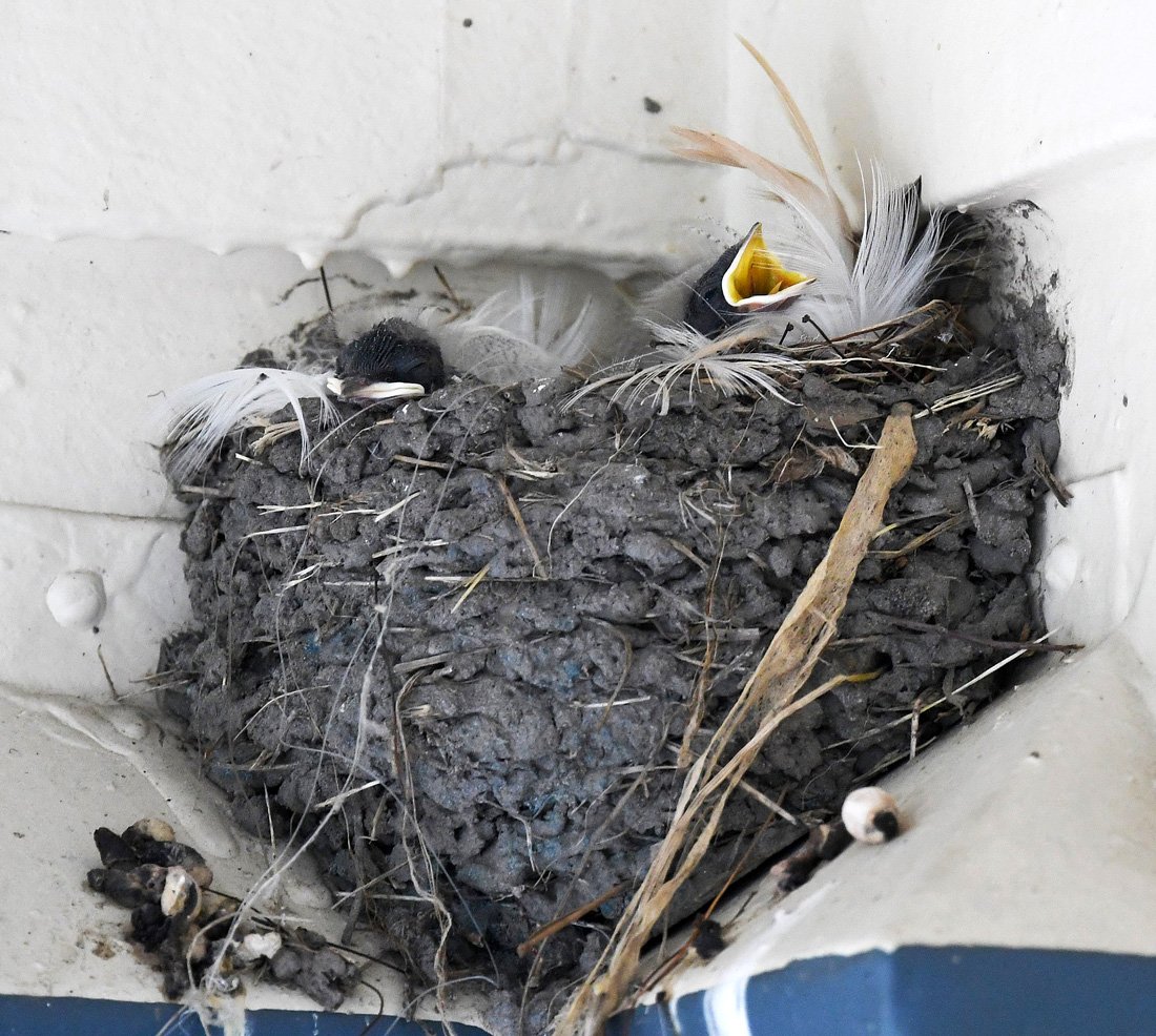 This photo illustrates a cup shaped nest as well as how nests may be lined with feathers. 
