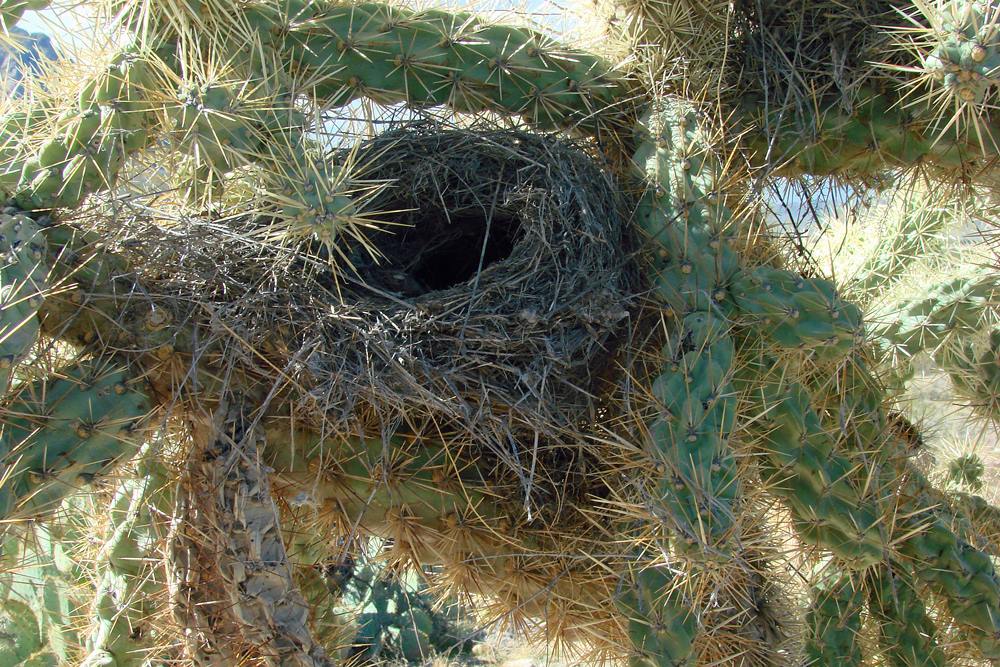 The nest is placed into a cactus and has a tunnel opening that leads to the inside of the nest. This demonstrates both a type of nest as well as a placement. 
