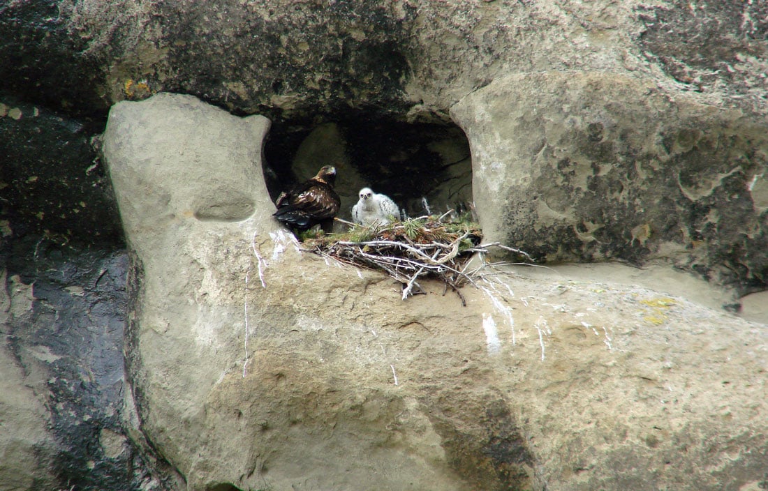 This is an example of what a flat nest looks like as well as what type of bird may build this styles and one of locations flat nests may be found in. 