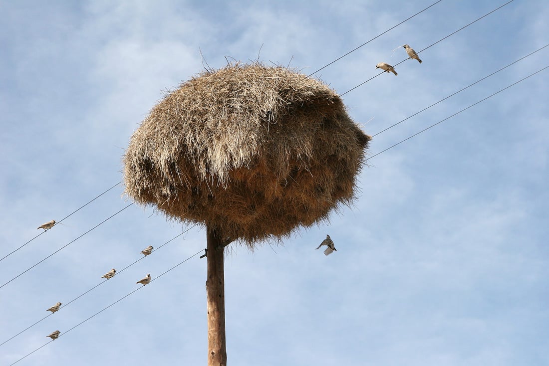 This illustrates the placement of Sociable Weaver nests on poles look like.