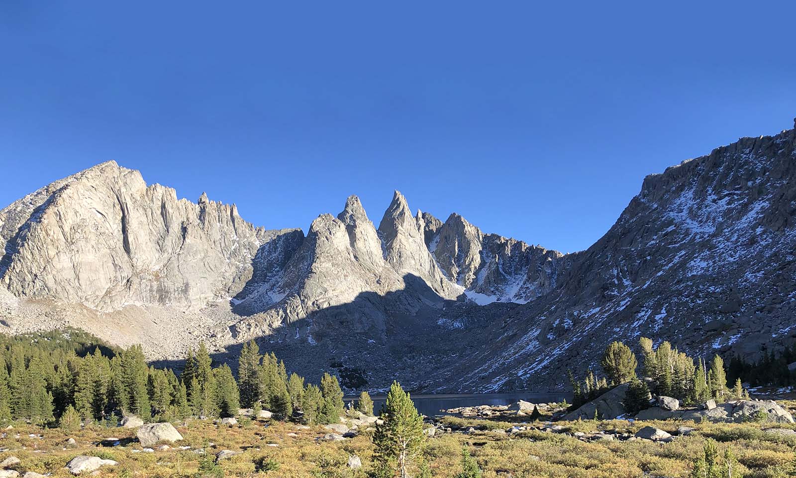 Five needle pines in the Wind River Mountains, Wyoming.