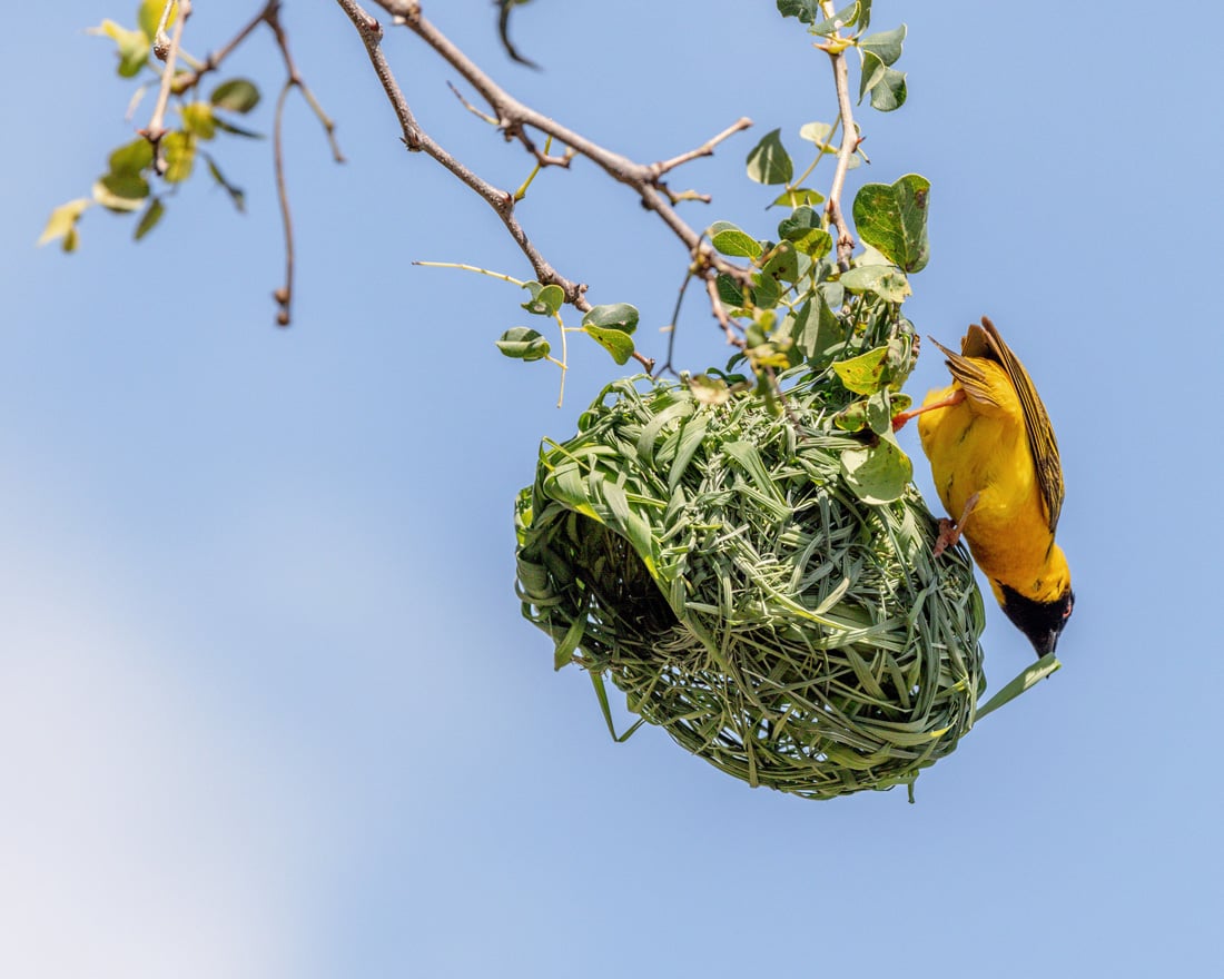 This photo illustrates the blog by featuring a bird working on a woven nest made of plant materials. 
