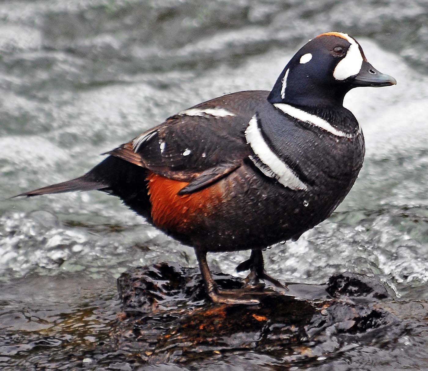 Points West: Spring Wings - Birds Flock to Yellowstone Region