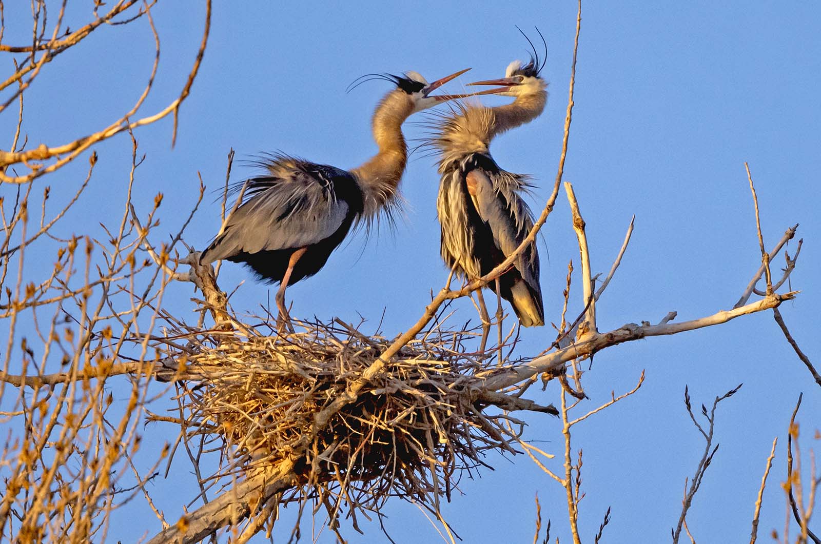 Two great blue herons show off their plumage at a nesting site. Photo by Rob Koelling.