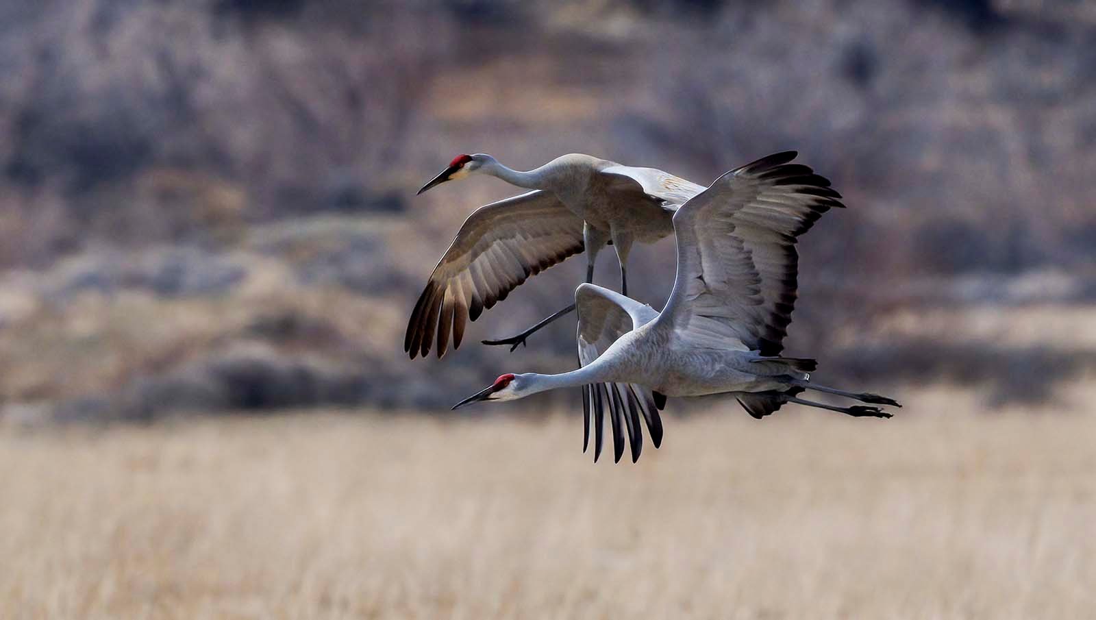 A pair of sandhill cranes take flight. The tallest bird in the Greater Yellowstone Region, cranes have a distinctive call and bright red forehead. Photo by Rob Koelling.