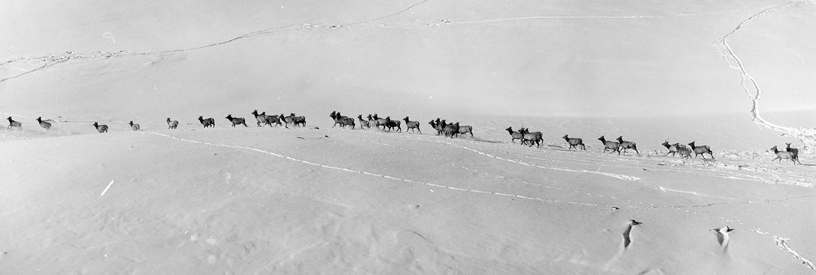 Aerial photo of herd of elk in snow in Yellowstone National Park, 1967. MS 89 Jack Richard Photograph Collection, McCracken Research Library. PN.89.45.9488.12