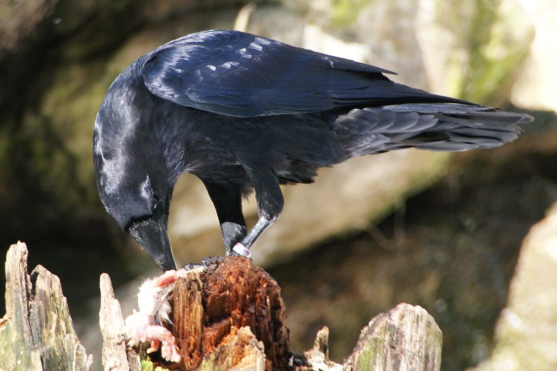 A Common Raven feeding on some type of rodent to demonstrate food habits. 
