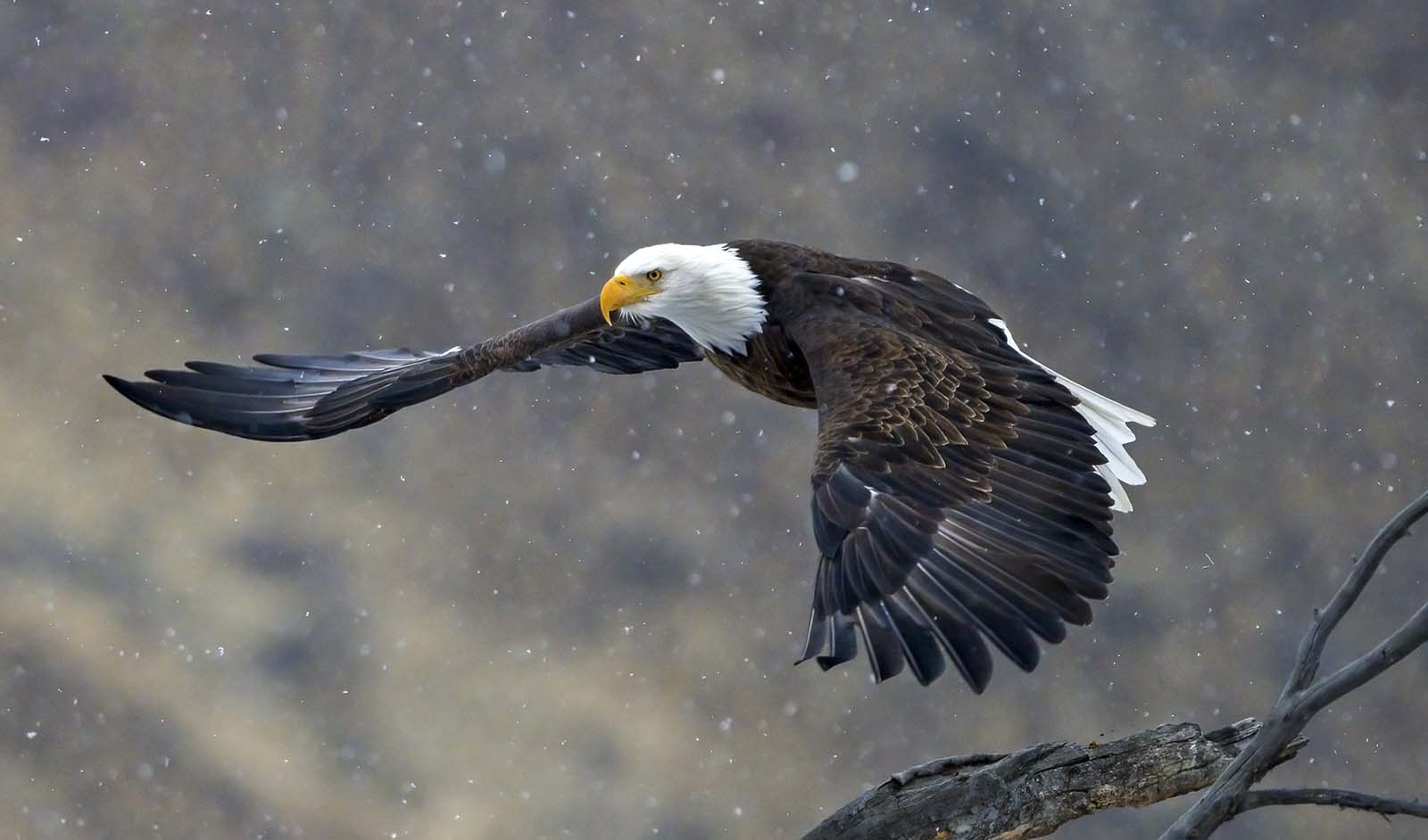 Bald eagle in flight, with snow flakes in the air. Photo by Rob Koelling.