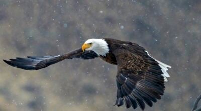 Bald eagle in flight, with snow flakes in the air. Photo by Rob Koelling. (detail)