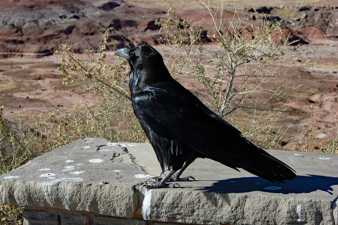 This demonstrates a raven hanging out in a national Park parking lot where it is illegal to feed ravens.  This one has learned some people will feed then anyhow. 
