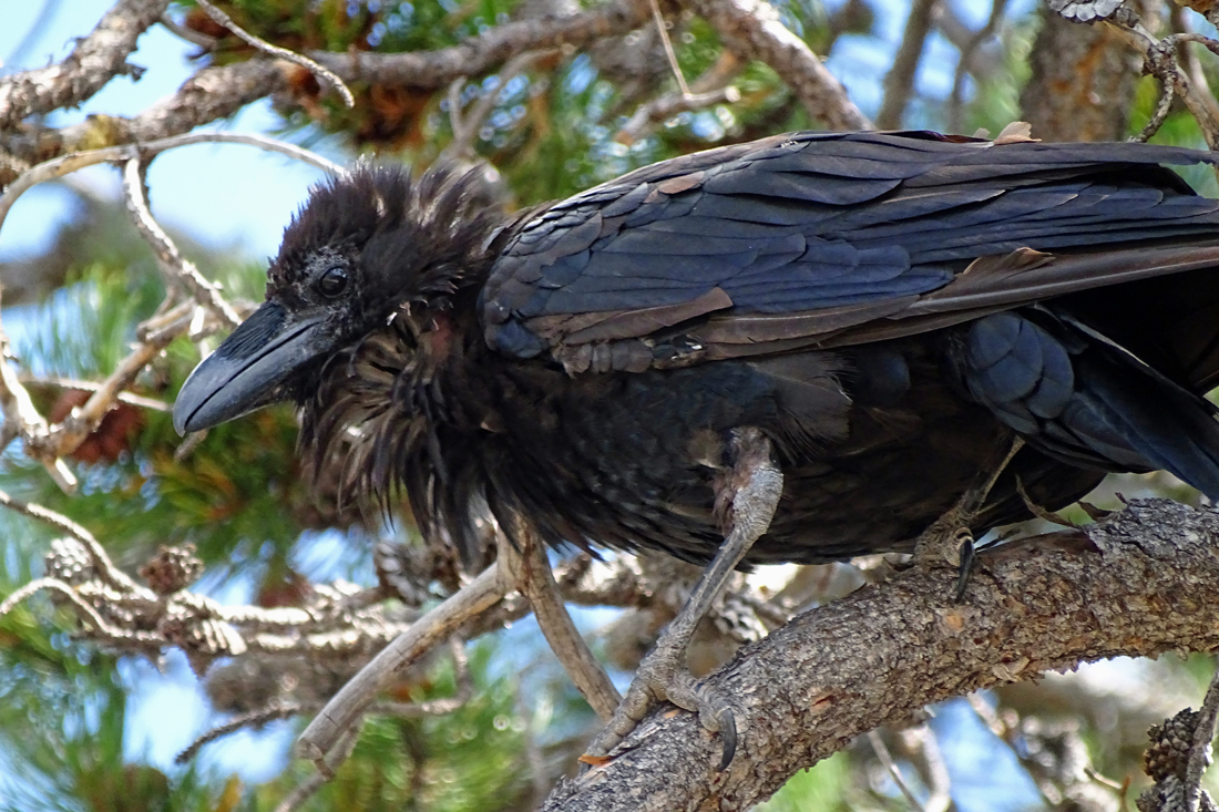 A Raven watching people waiting for Old Faithful to erupt.  This bird is probably hoping to find food dropped by a tourist on purpose or accidentally. 