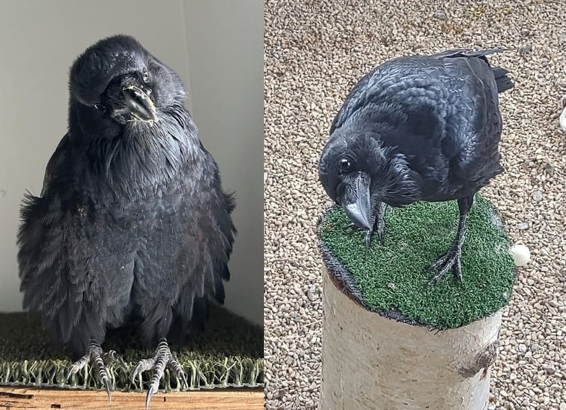 Two photos of Becky, a raven, living at Buffalo Bill Center. Perched and demonstrating what a common raven looks like. 