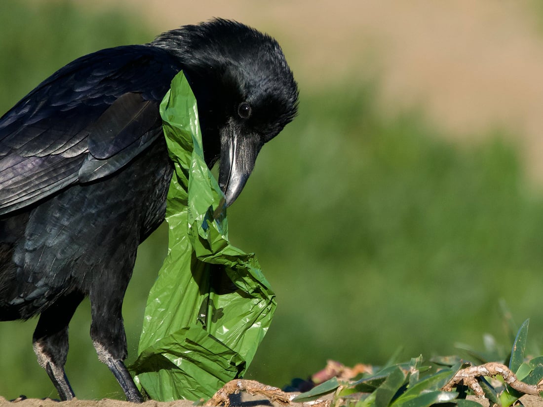 The photo shows a Raven ripping open a dog waste bag, demonstrating how a raven can be a nuisance.