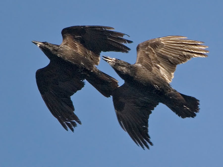 Two Common Ravens in flight, one close behind the other to demonstrate the acrobatics block. 
 