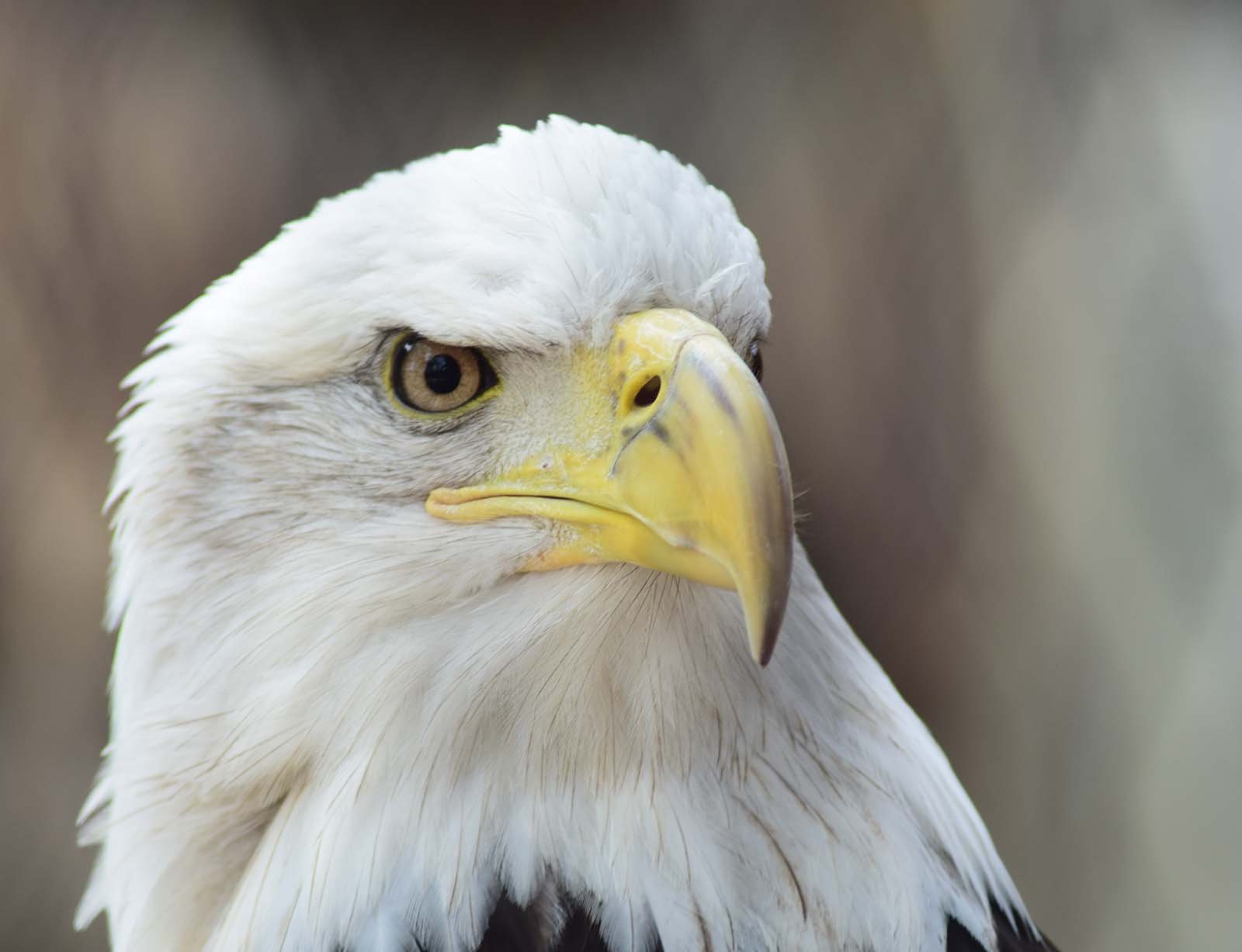 Bald Eagle, Jade. Draper Museum Raptor Experience.