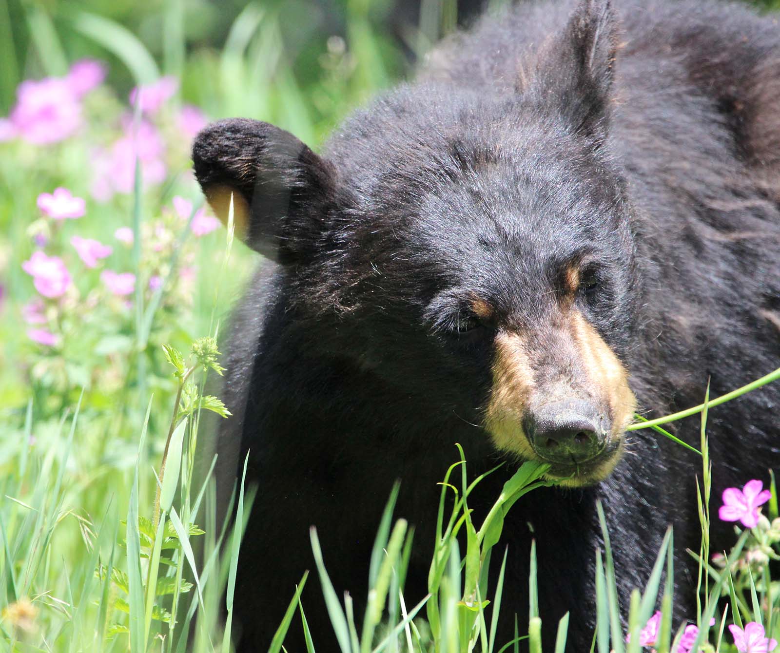 Black bear. Rebekah Childers photo. @rebekahcphotos